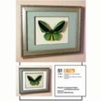 Картина панно бабочка Птицекрылка Приам М, S16c