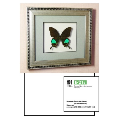 Картина панно бабочка Парусник Карна, S 21c