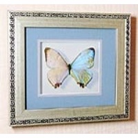 Бабочка картина  панно Морфо Влюбленных L47c