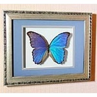 Бабочка картина панно Большая синяя бабочка счастья или Морфо Дидиус 53с