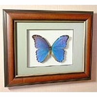 Картина Большая синяя бабочка счастья или Морфо Дидиус 53 д