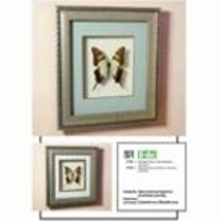 Картина панно бабочка Хвостоносец Сервилла , 6c